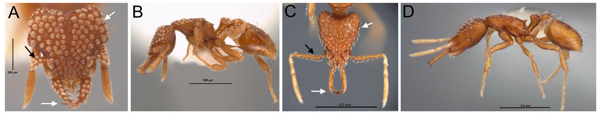 Fig 16